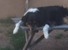 Coop on picnic table