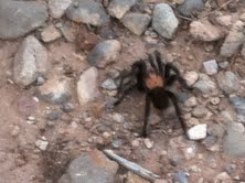 Tarantula