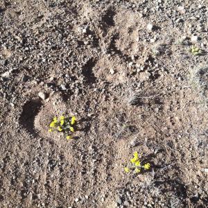 hoof print, atv