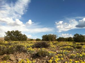 yellow mesa