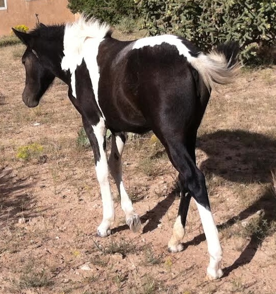 foal.4