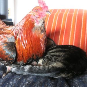cat and rooster