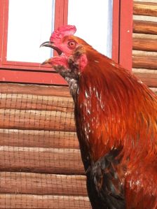 announcements.google.com