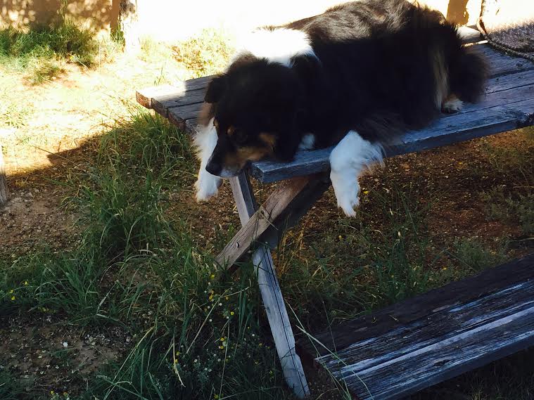 coopwaitingforbreakfast