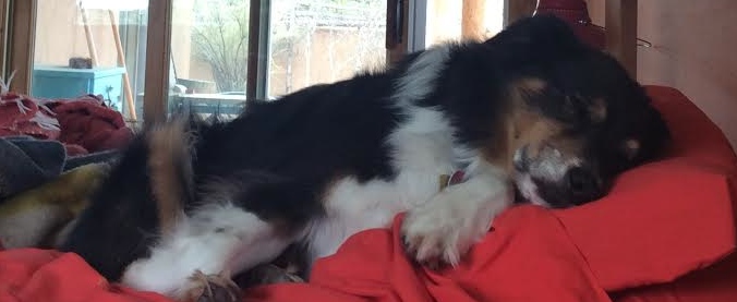 thanksgiving plannere