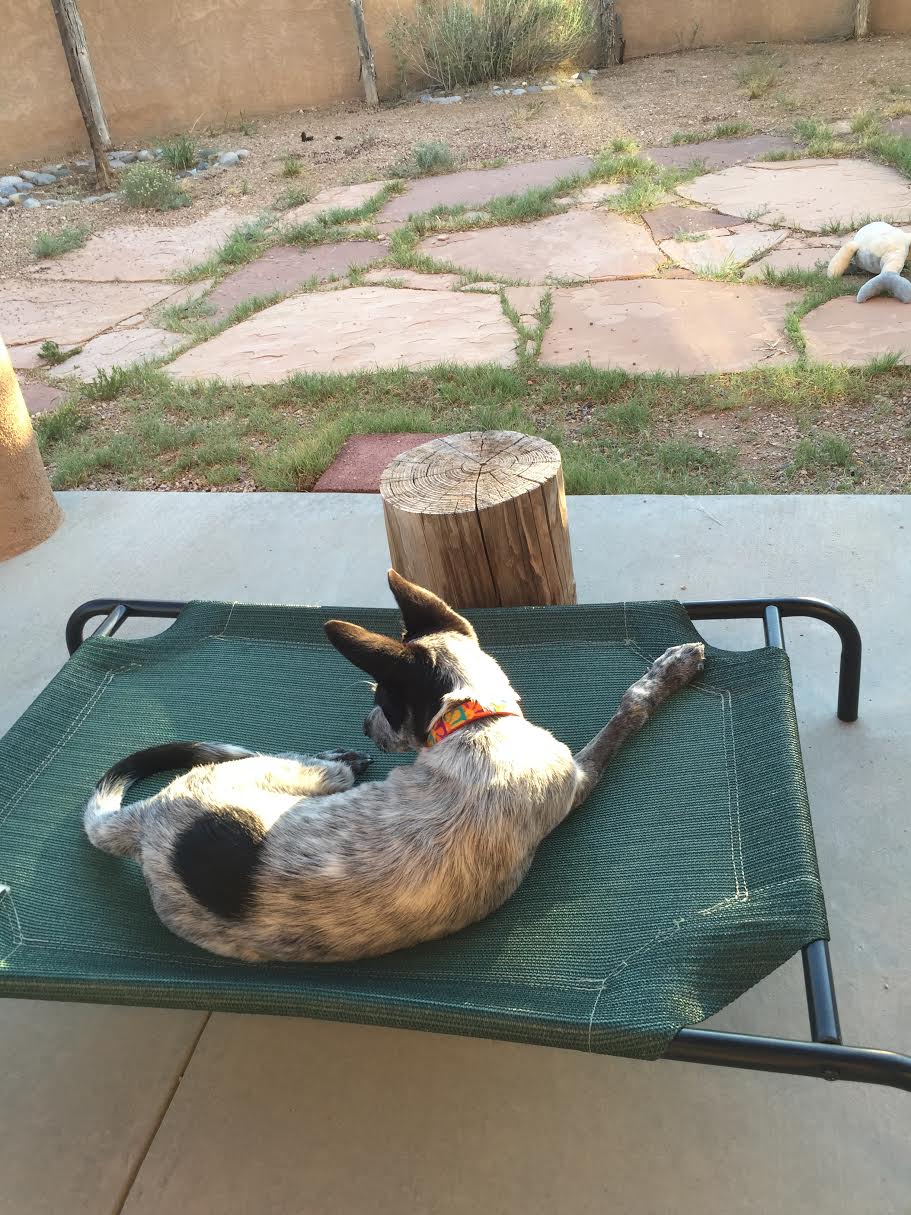 cowboyondogbedatsunset