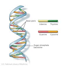 DNA double helix