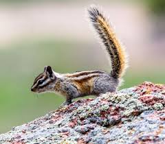 colorado chipmunk